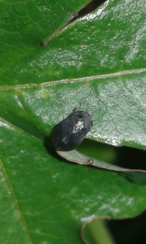 Penthimia nigra (Deltocephalinae, Cicadellidae)?